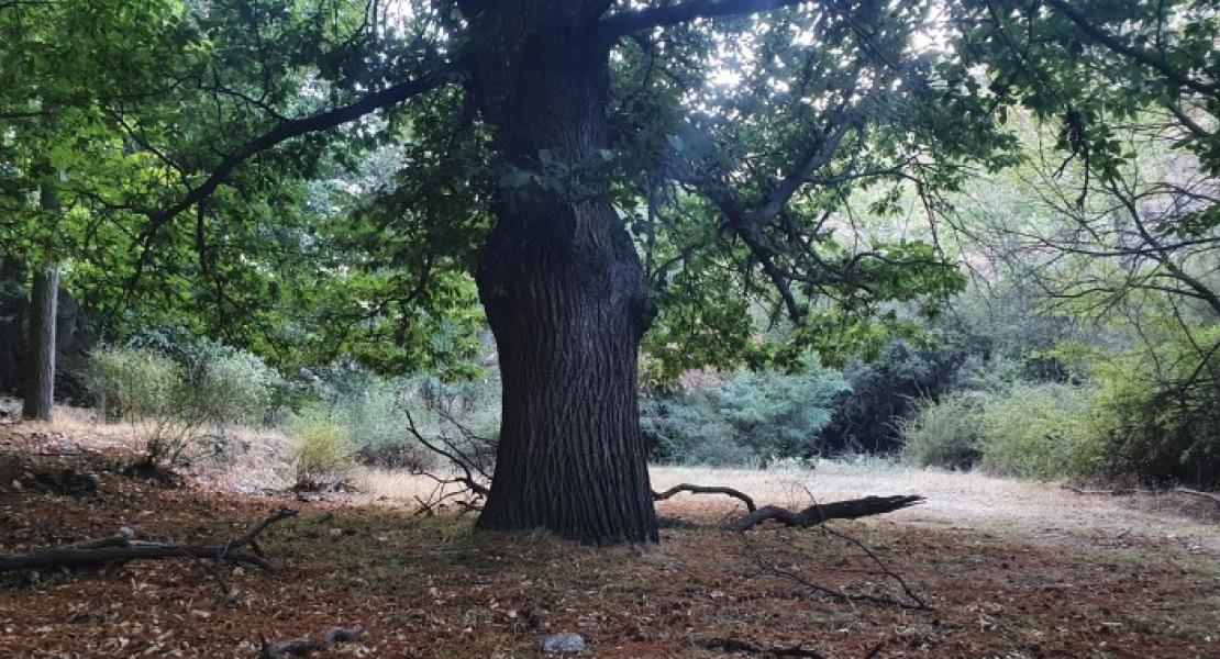 Castaño centenario en la ruta. Fotografía: Memolab-UGR
