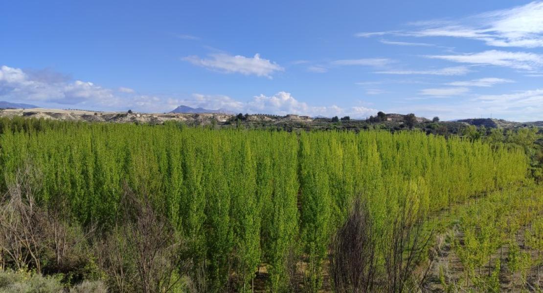Vista de las choperas en la vega de Limán. Fotografía: Memolab-UGR